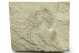 Cretaceous Fossil Shrimp - Lebanon #376609-1